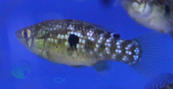 Jordanella floridae