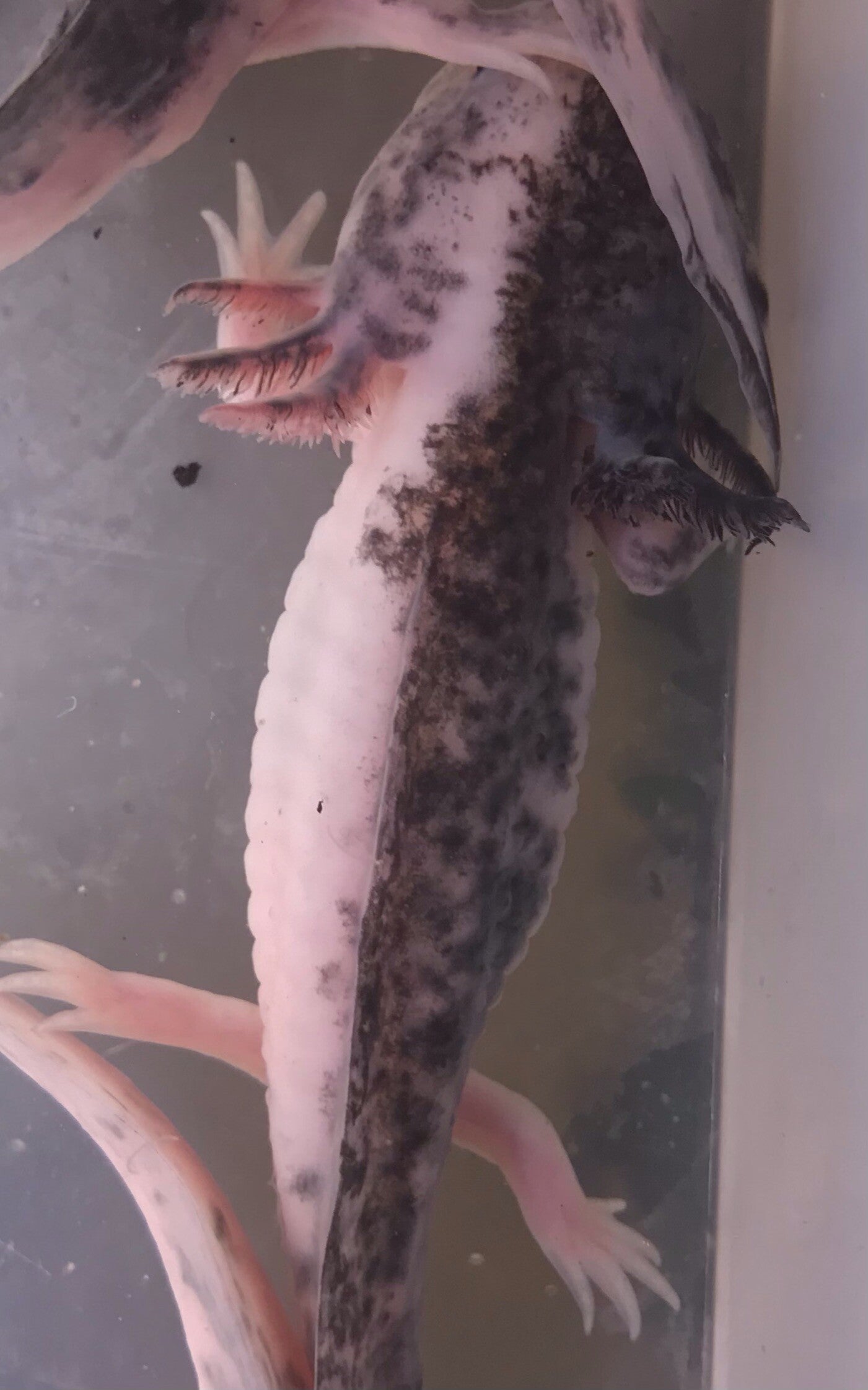 Axolotl - Split Mosaic #01