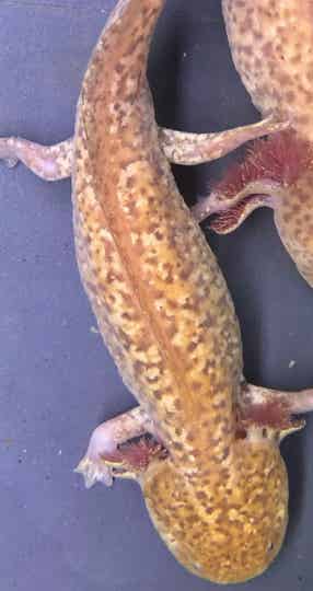 Axolotl - Spotted Moonburst Grade S (Man)