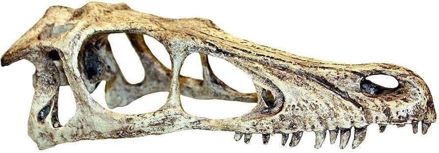 Komodo; Raptor Skull