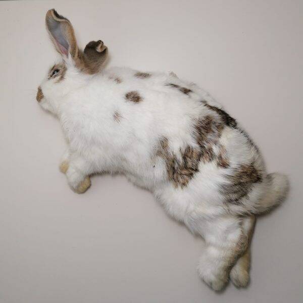 Konijn groot, Diepvries (1-2kg)