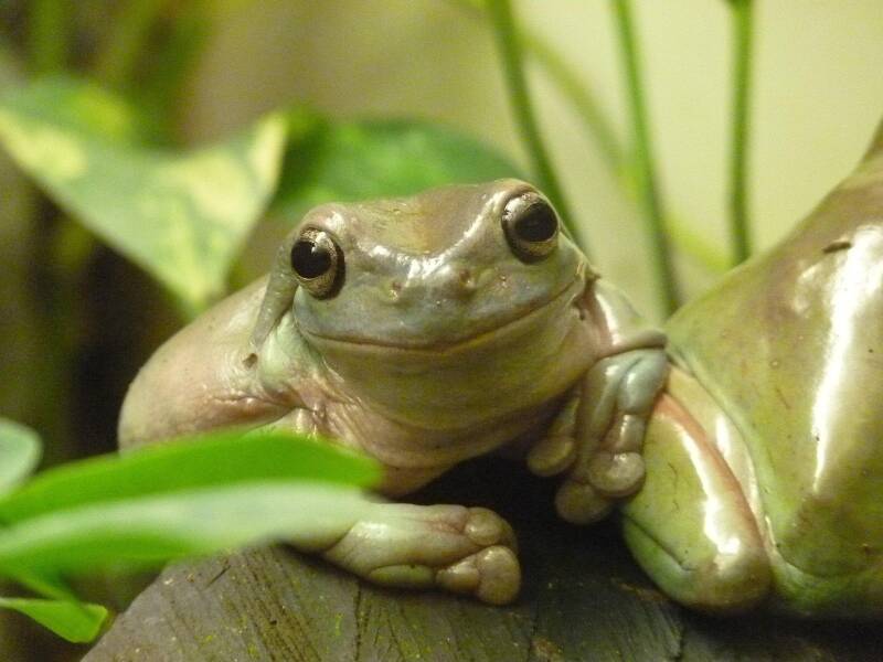 Groene koraalteenboomkikker Litoria caerulea op een tak in een tropisch terrarium van hobbykwekerij. 🐸