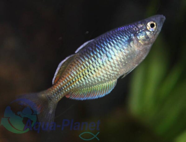 Melanotaenia boesemani