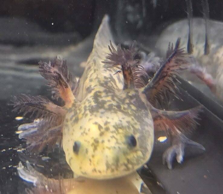 Exclusieve Mosaic Axolotl met zeldzaam zwart-wit vlekkenpatroon🦎💎