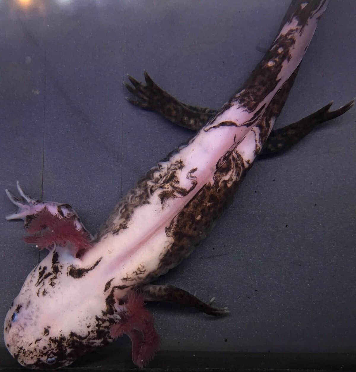 Axolotl - Mosaic #01