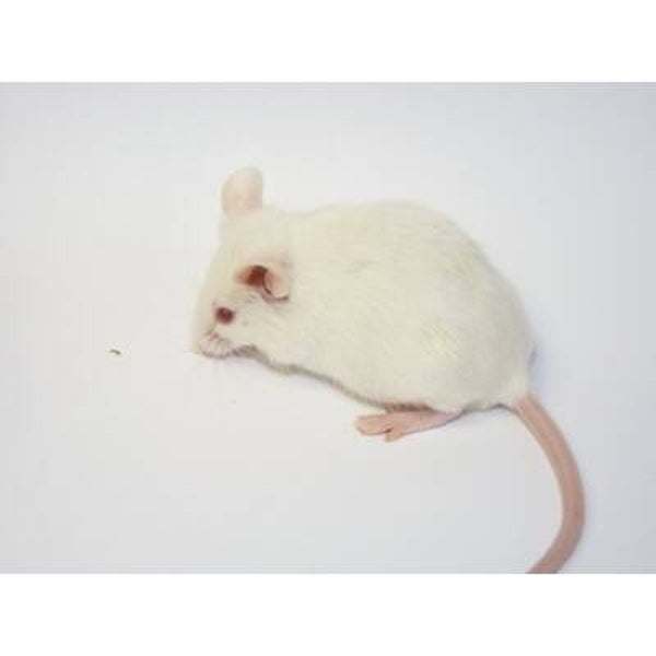 Muis Levend 18-25 gr