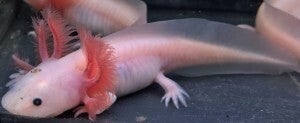 Axolotl - Leucistic Melanoid