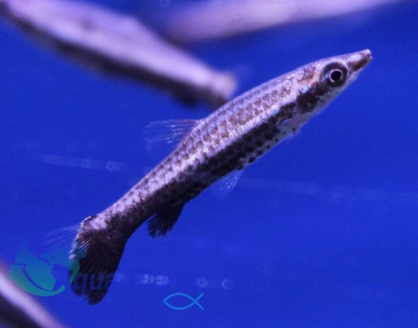 Nannostomus eques