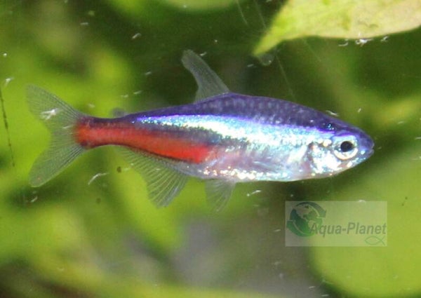Paracheirodon innesi