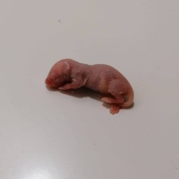 Diepvriesmuis - Pinky's 1-2 gr.