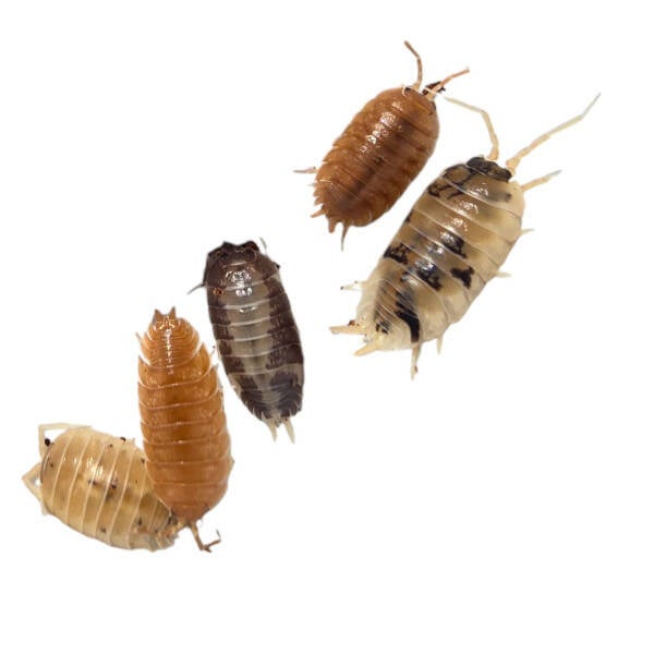 Porcellio laevis “mix” (ca. 12 stuks)