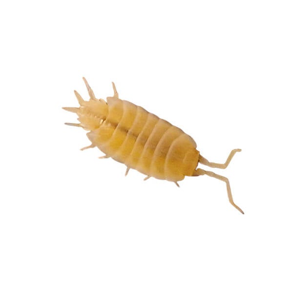 Porcellionides pruinosus “white out” (ca. 20 stuks)