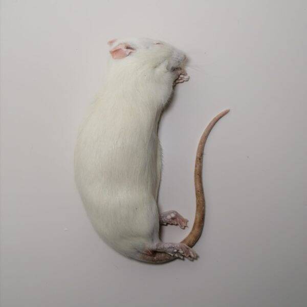 Diepvries volwassen rat (>175 gr)