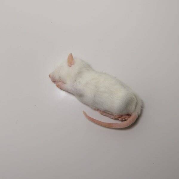 Diepvries kleine rat (40-60gr)