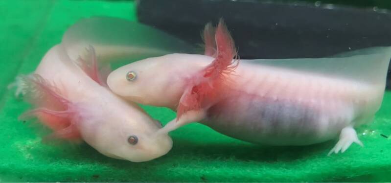 Roze Axolotl Leucistic Copper met dieproze huid en rozige ogen in een aquarium met fijn zand.