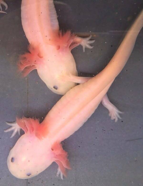 Axolotl Leucistic Koper Melanoid met dieproze huid en dieprode ogen zonder glimmende ring
