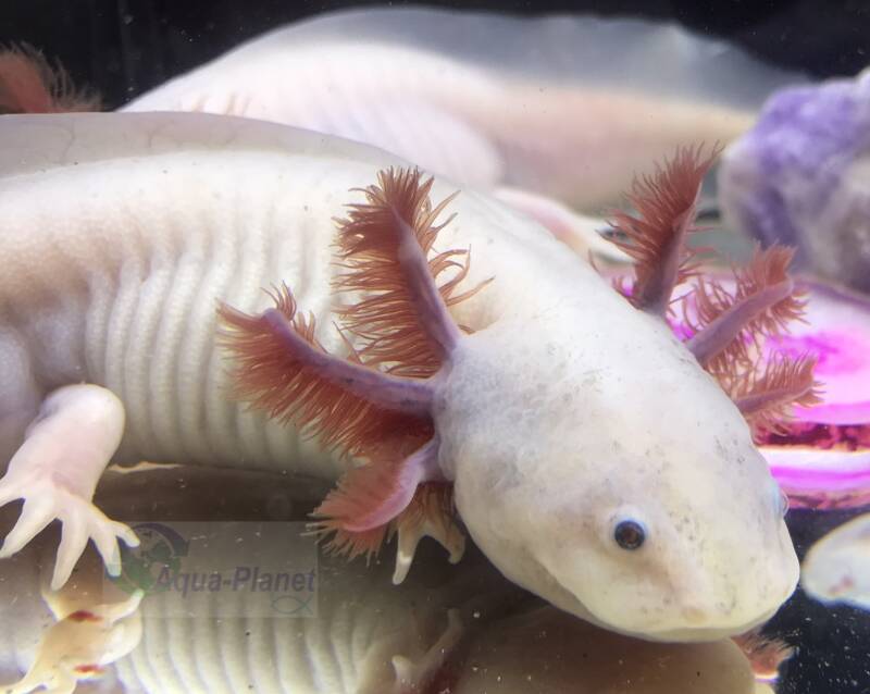 "Zijaanzicht van een volgroeide mannelijke Leucistic Axolotl Hold-Back kwaliteit mexicaanse salamander" 🧬🌊