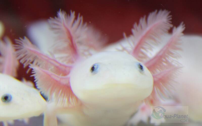 Close-up van een lachende Leucistic Axolotl met roze kieuwen in een aquarium.