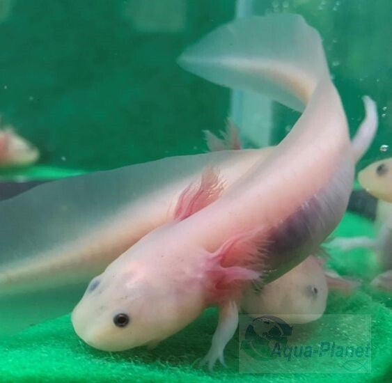 Leucistische Axolotl (Ambystoma mexicanum) met roze kieuwen in een zoetwateraquarium