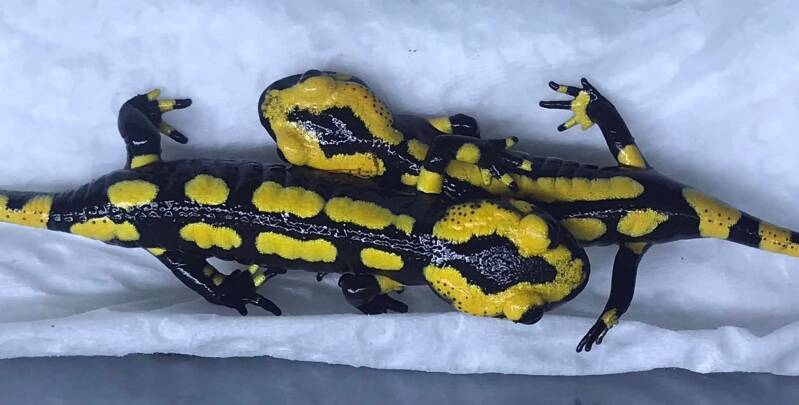 Gestreept patroon van een vuursalamander (Salamandra salamandra terrestris)