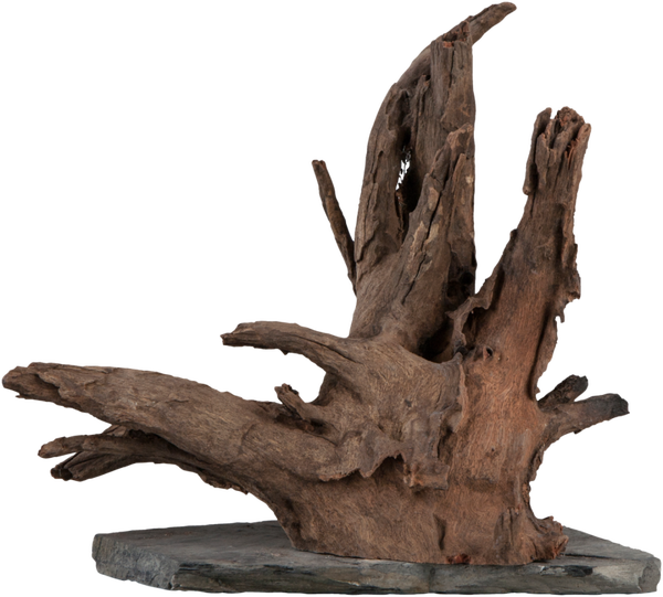 sera; Scaper Wood
