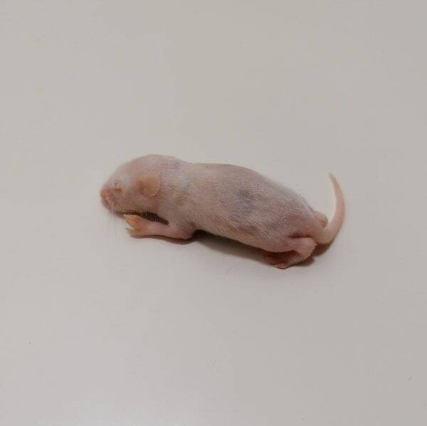 Diepvriesmuis - Specky 3-5 gr.