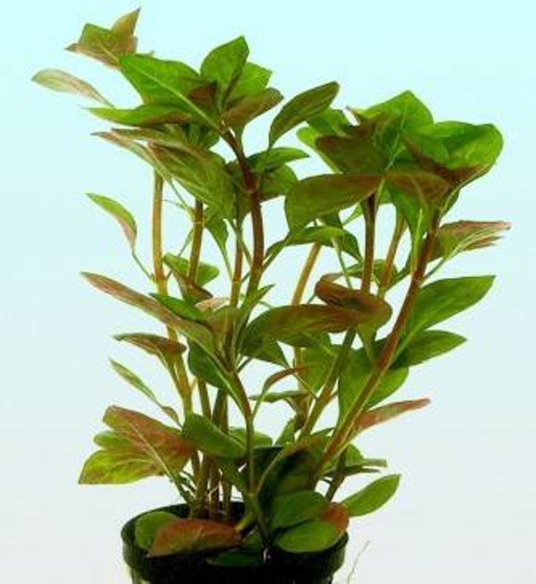 Ludwigia glandulosa