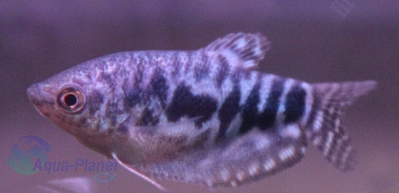 Trichogaster trichopterus cosby