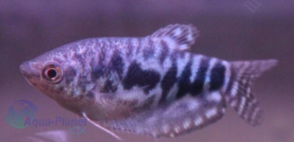 Trichogaster trichopterus cosby