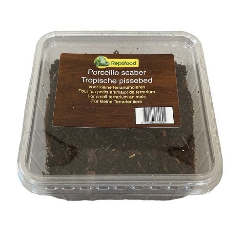 Tropische Pissenbedden