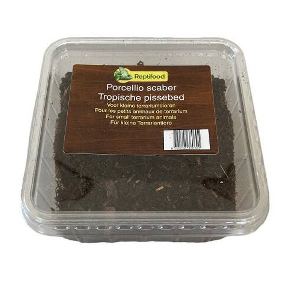 Tropische Pissenbedden