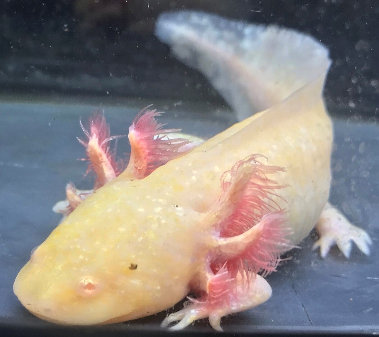 Axolotl - Golden Albino (Possible Golden Koper) H-B
