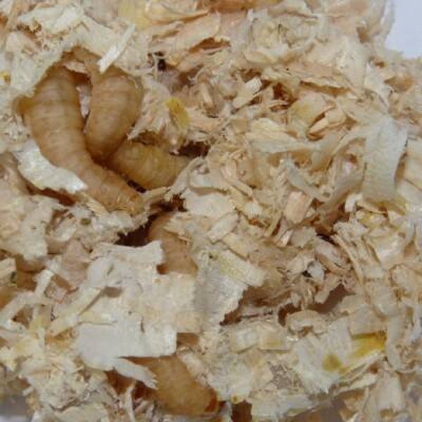 Wasmotten zonder voedingsbodem, ca, 30 stuks