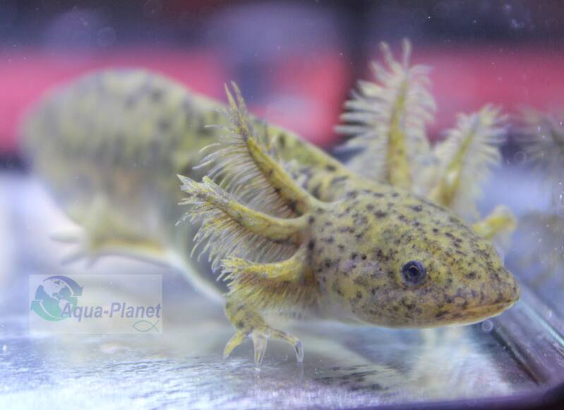 Close-up van een Wildkleur Axolotl met duidelijk zichtbare gouden iridoforen en donkere kieuwen.