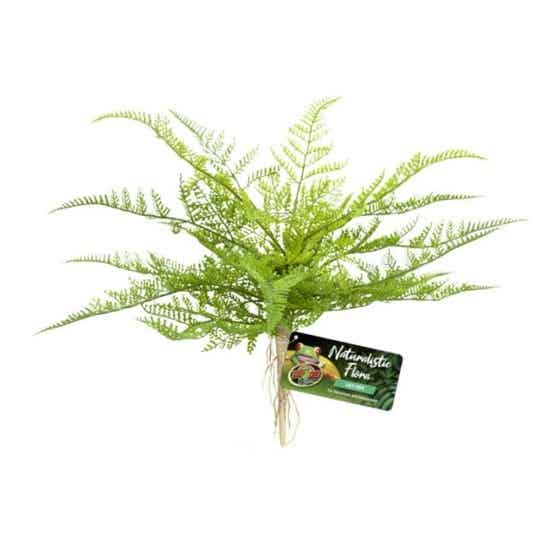 Zoo Med; Lace Fern