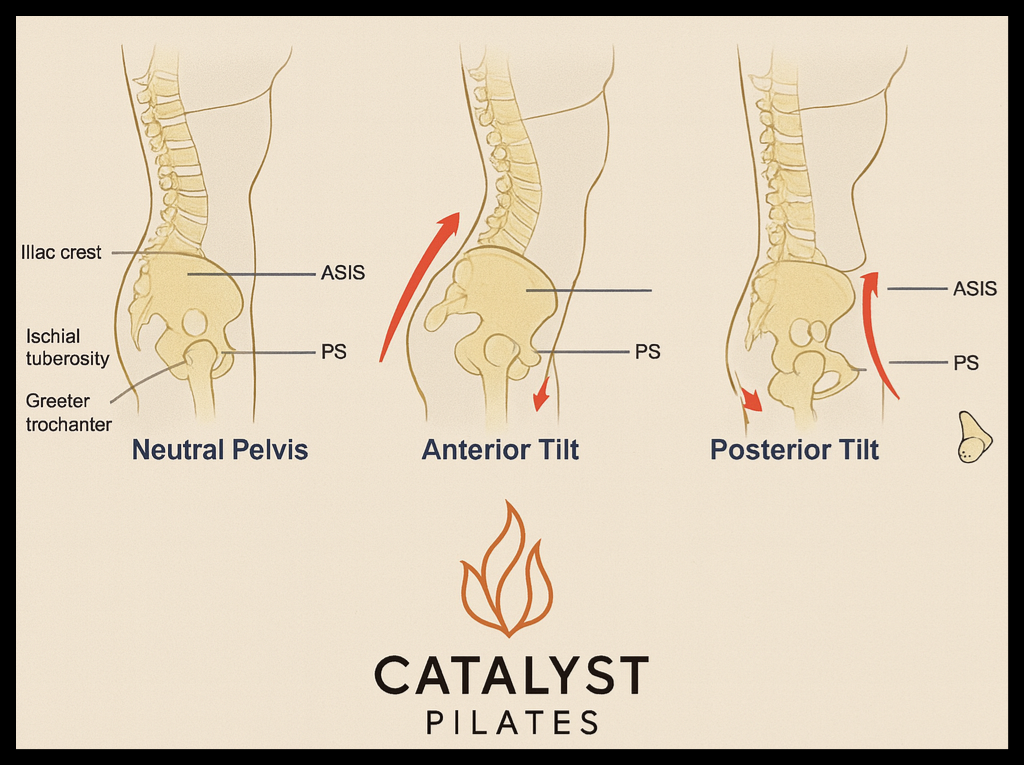 Pelvis stabiloity, anatomy , neutral, posterior anmd anterior pelvic tilt