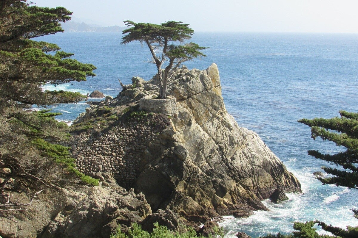 Lone Cypress langs de 17-Mile Drive bij Monterey