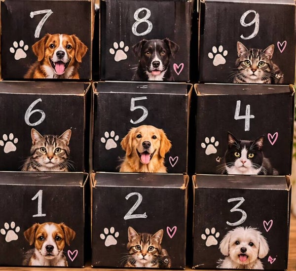 Hund - Katzen - Mystery - Boxen