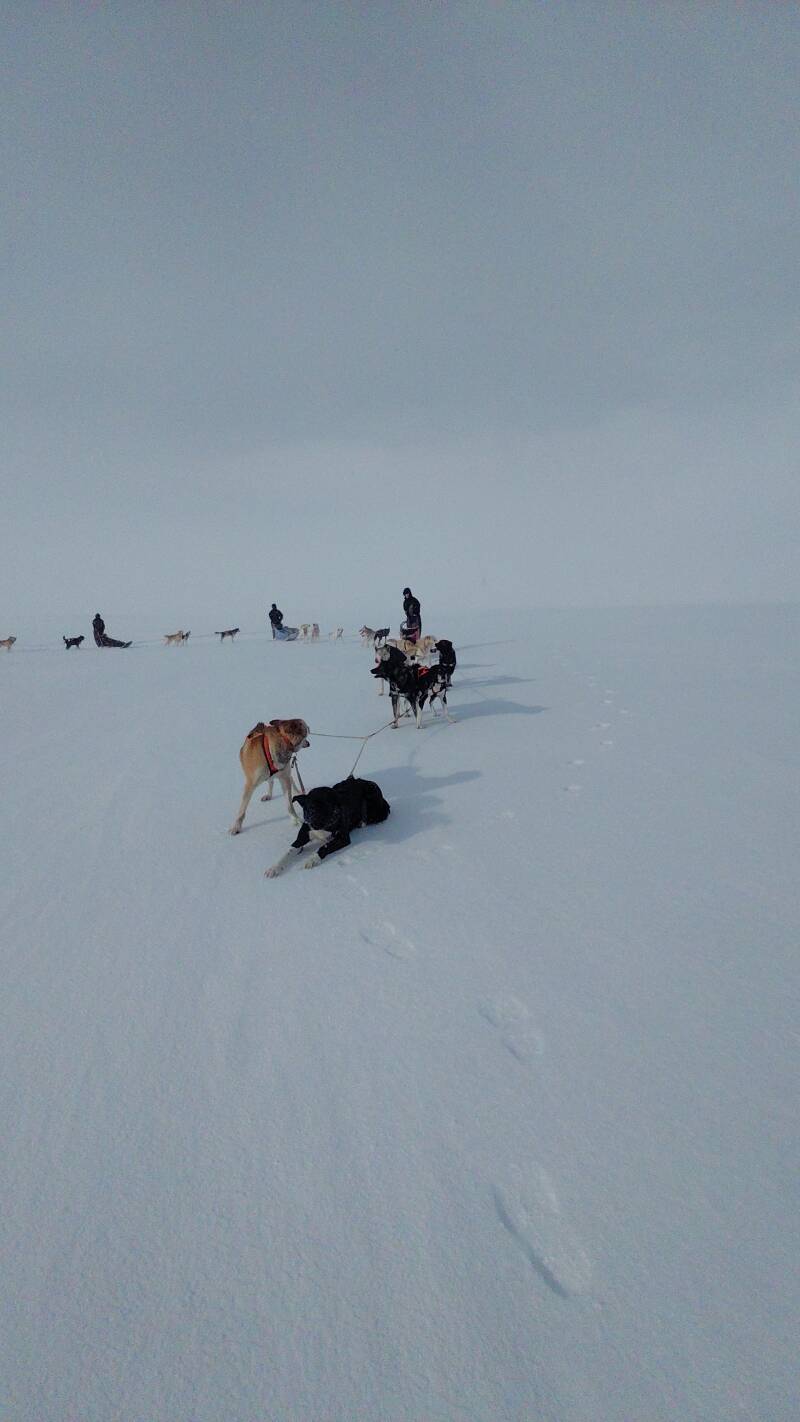 Dans la toundra. 