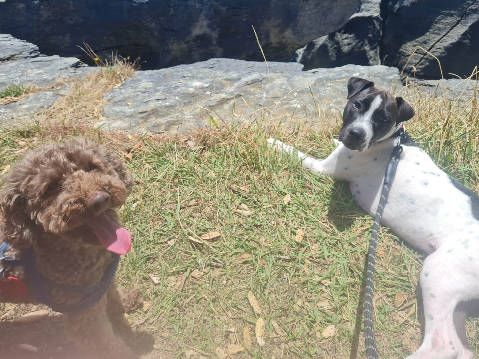 2 dogs waiting for owner