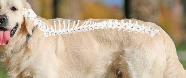 Wirbelsäulenaufrichtung