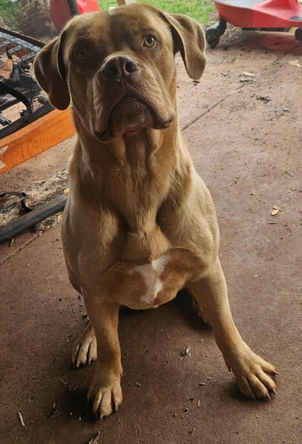 Pure-bred Bull-Mastiff