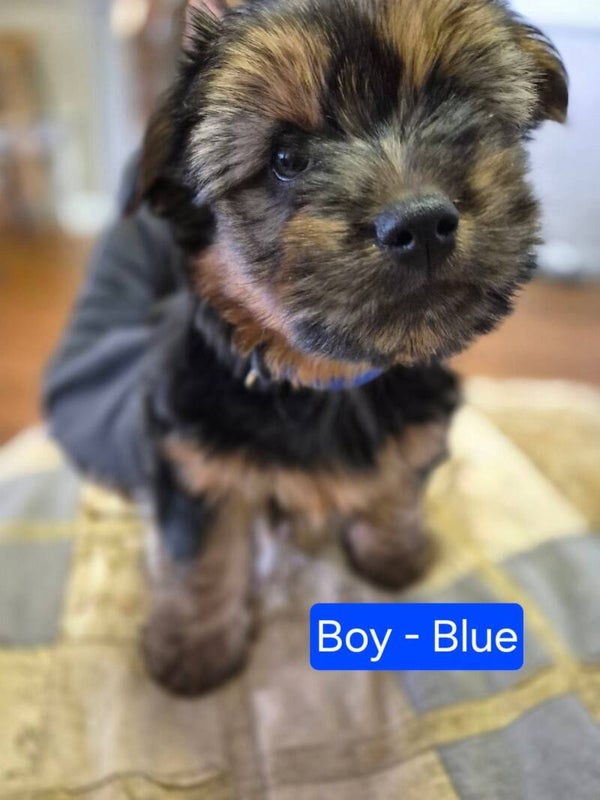 Australian Silky Terrier puppies