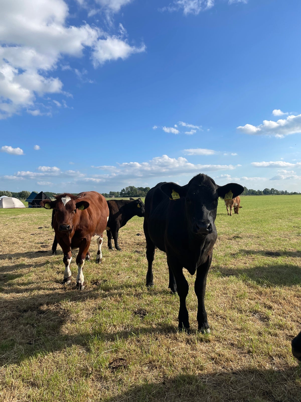 Boerderijvlees Prinsenhoeve foto 1