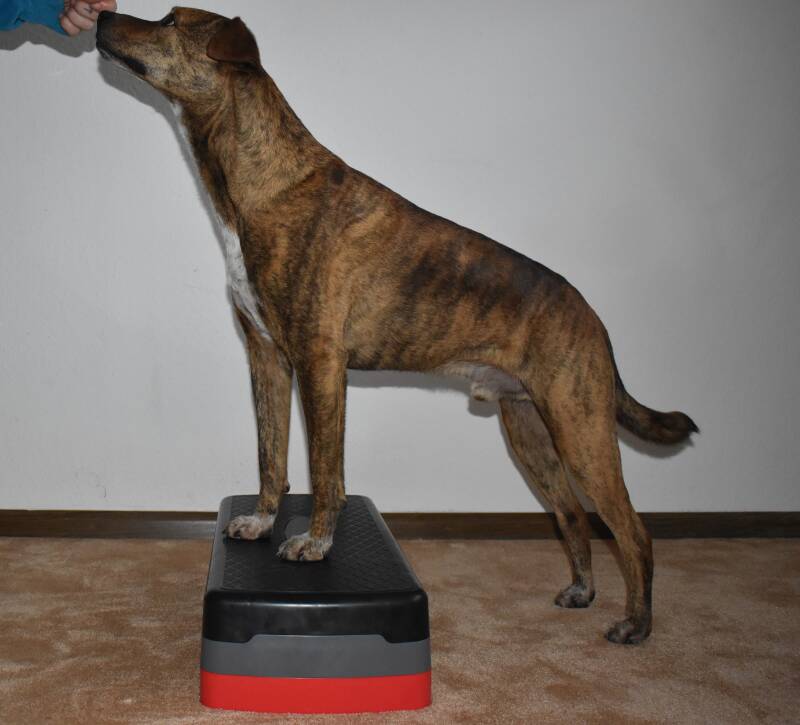 Indoortraining Grundstellung