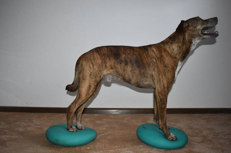 Indoortraining Balancekissen