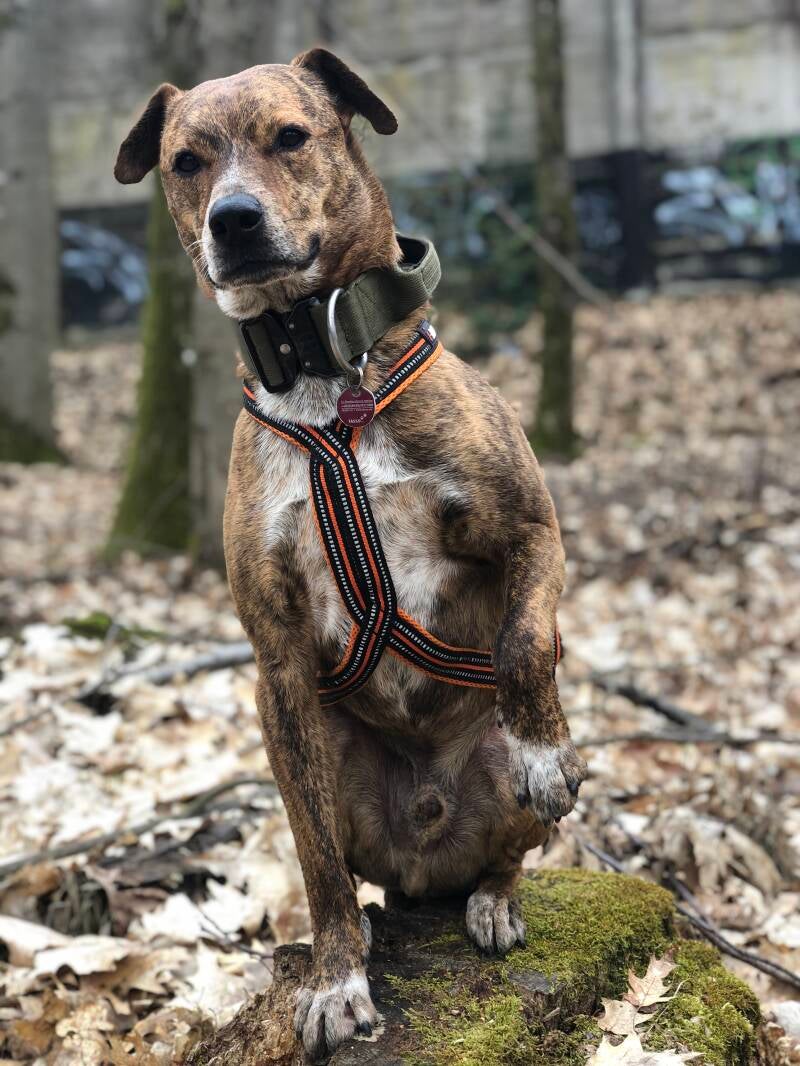 Erhöhtes Sitzen mit pfotegeben