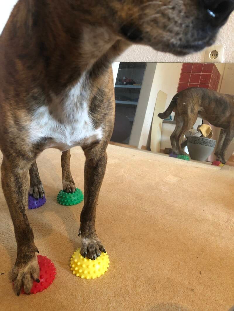 Koordination und Sensomotorik