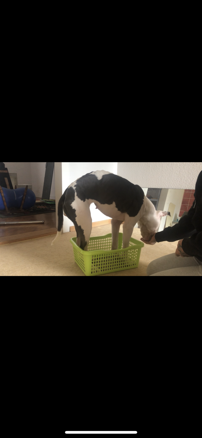 Versammeln; Wölbung der Wirbelsäule