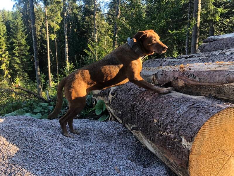 Outdoortraining Vorhand erhöht